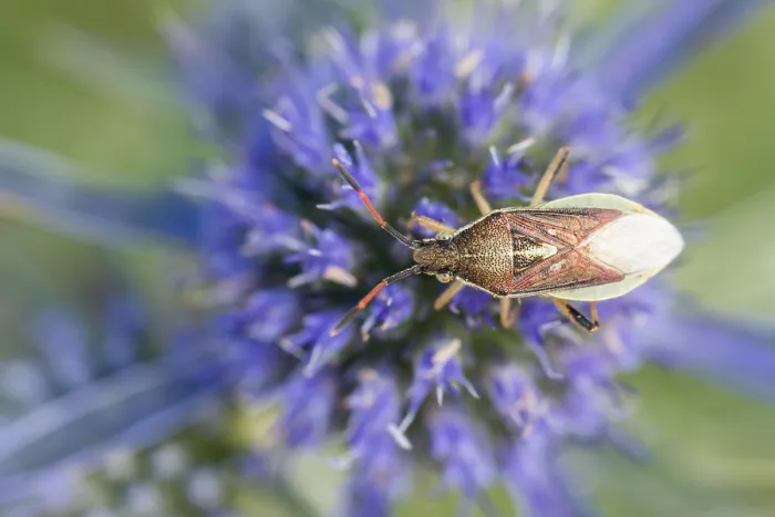 Framed Print : Marco image of an insect Framed Print : Marco image of an insect