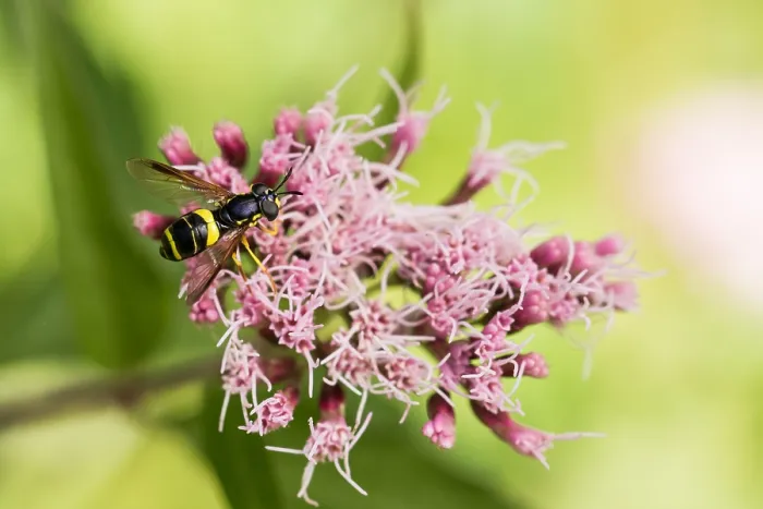 Framed Print : Marco image of an insect