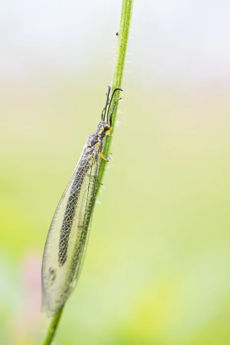 Framed Print : Marco image of an insect Framed Print : Marco image of an insect