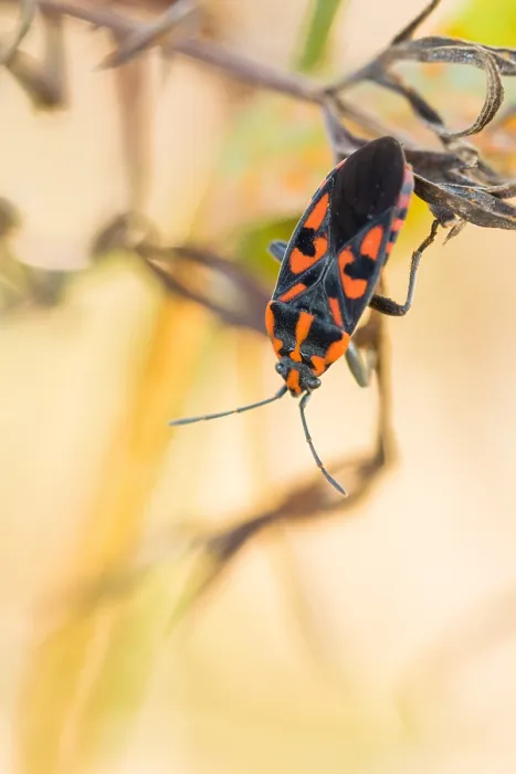 Framed Print : Marco image of an insect