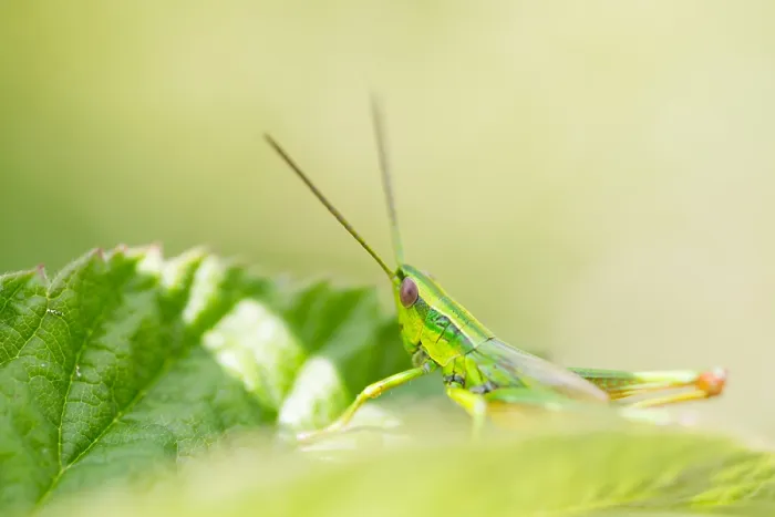 Framed Print : Marco image of an insect