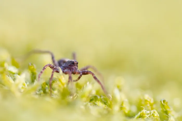 Framed Print : Marco image of an insect