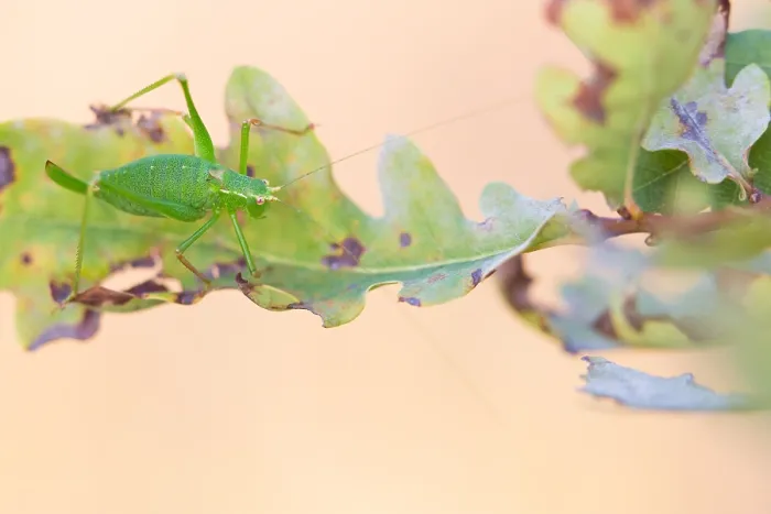 Framed Print : Marco image of an insect