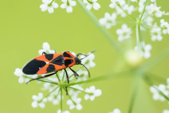 Framed Print : Marco image of an insect