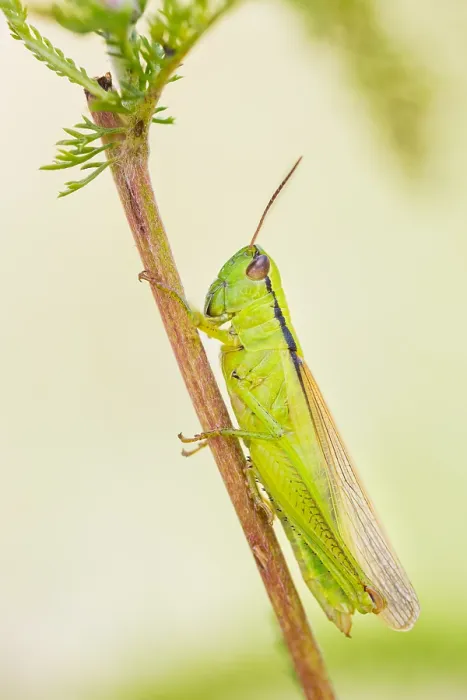 Framed Print : Marco image of an insect