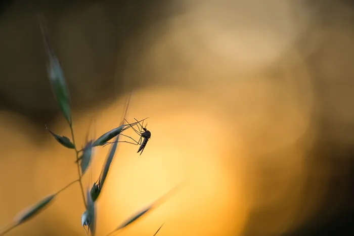Framed Print : Marco image of an insect Framed Print : Marco image of an insect