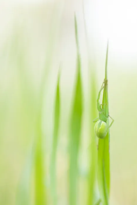 Framed Print : Marco image of an insect Framed Print : Marco image of an insect