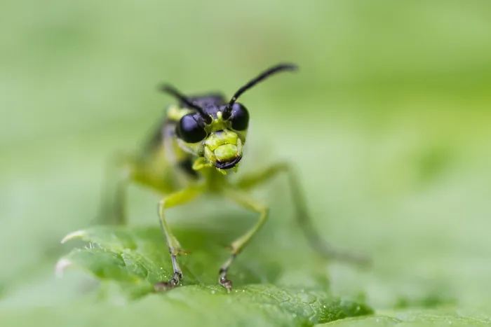 Framed Print : Marco image of an insect
