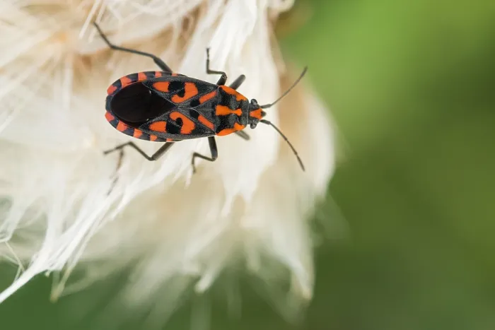 Framed Print : Marco image of an insect
