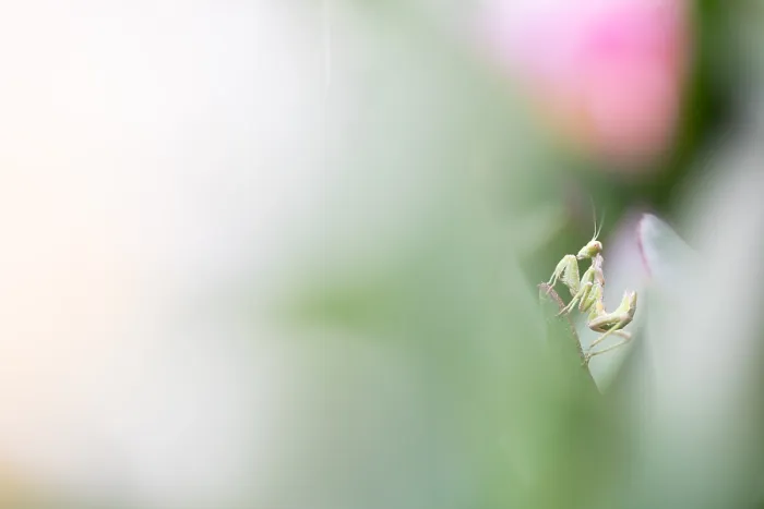 Framed Print : Marco image of an insect