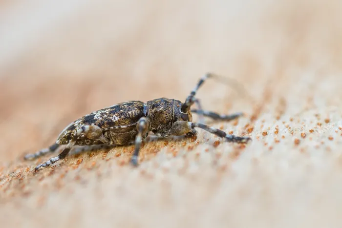 Framed Print : Marco image of an insect