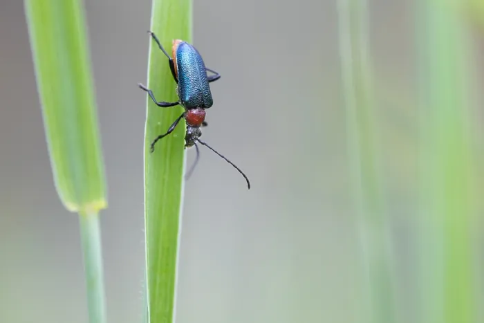 Framed Print : Marco image of an insect