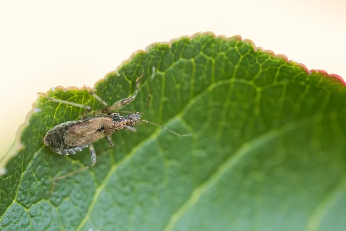 Framed Print : Marco image of an insect