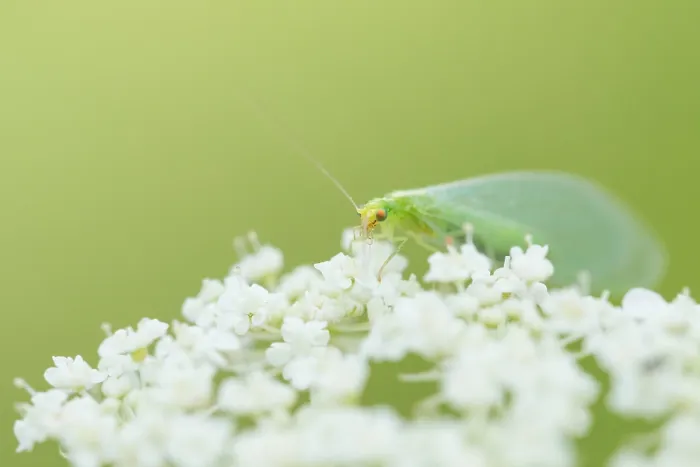Framed Print : Marco image of an insect