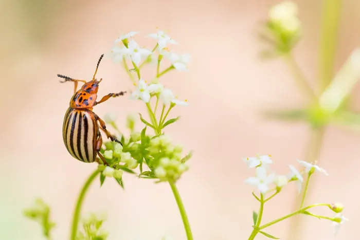 Framed Print : Marco image of an insect