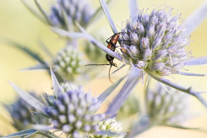 Framed Print : Marco image of an insect