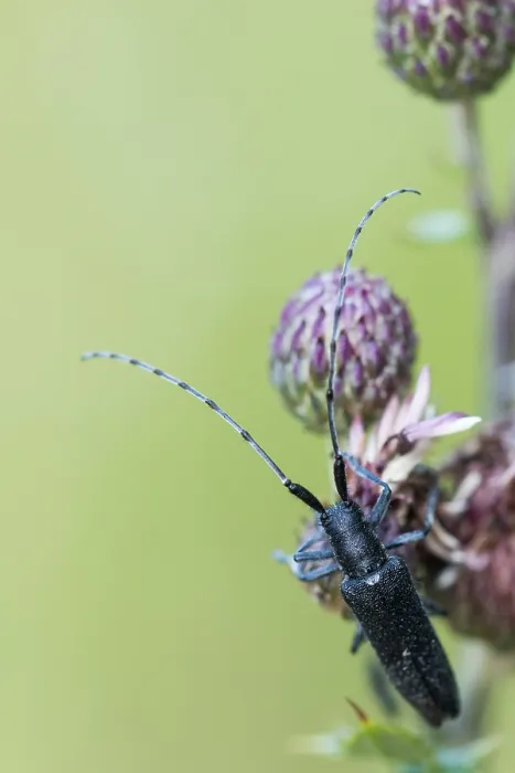 Framed Print : Marco image of an insect