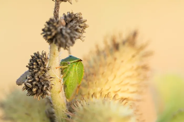 Framed Print : Marco image of an insect