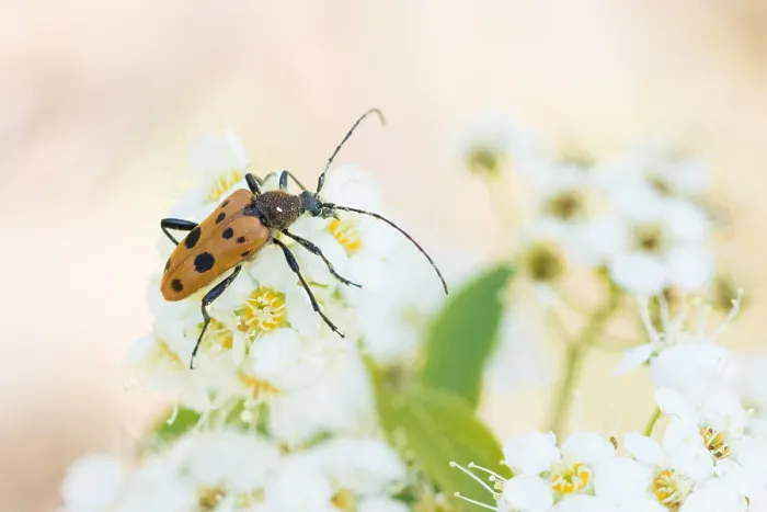Framed Print : Marco image of an insect