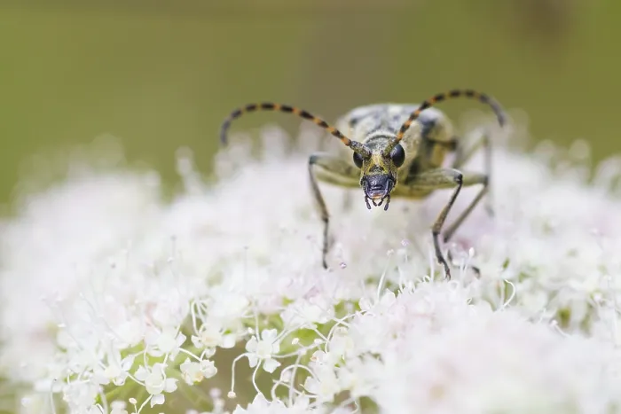 Framed Print : Marco image of an insect