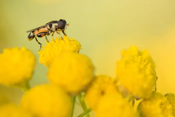 Framed Print : Marco image of an insect