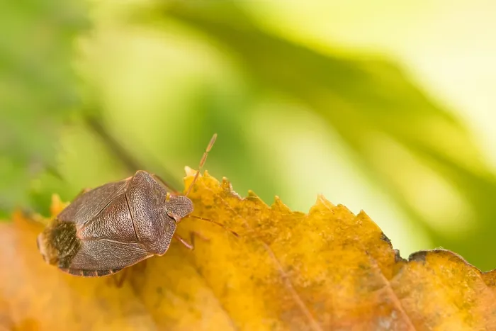 Framed Print : Marco image of an insect