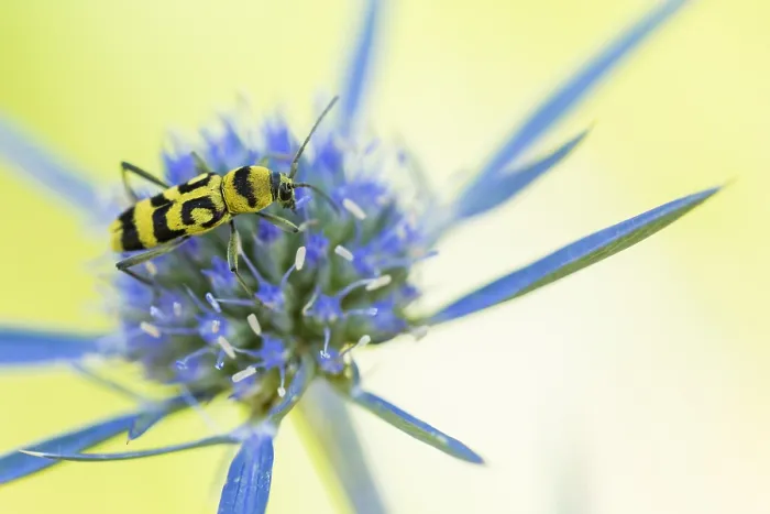 Framed Print : Marco image of an insect