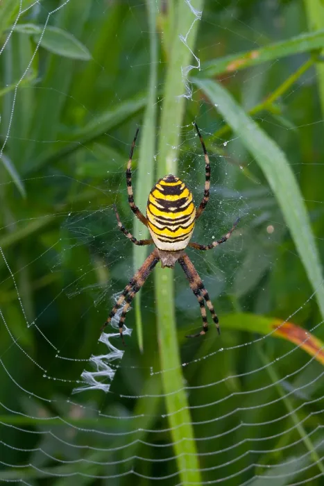 Framed Print : Marco image of an insect