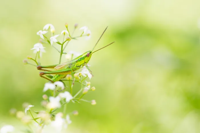 Framed Print : Marco image of an insect Framed Print : Marco image of an insect
