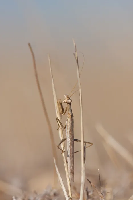 Framed Print : Marco image of an insect