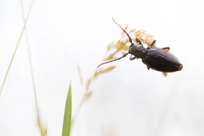 Framed Print : Marco image of an insect
