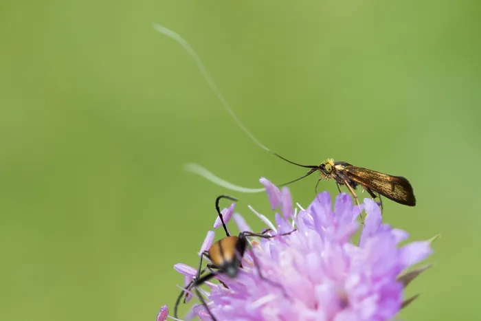 Framed Print : Marco image of an insect