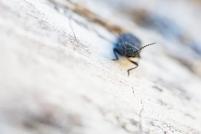 Framed Print : Marco image of an insect
