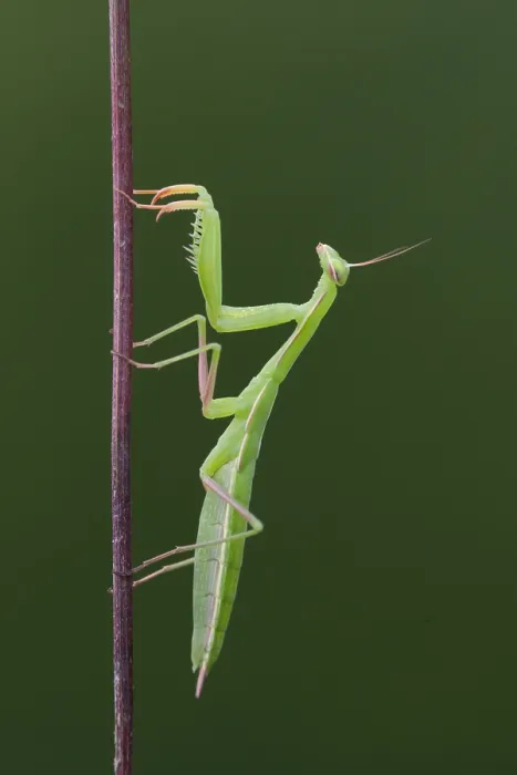 Framed Print : Marco image of an insect