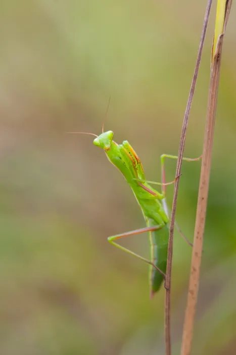 Framed Print : Marco image of an insect Framed Print : Marco image of an insect