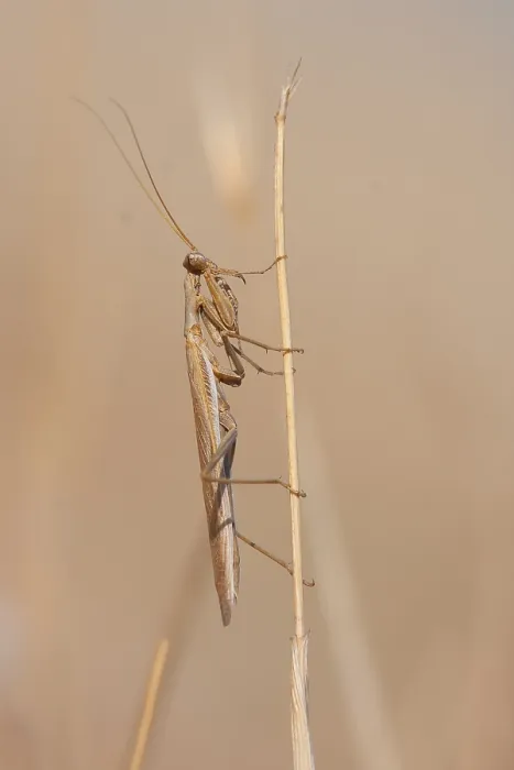 Framed Print : Marco image of an insect