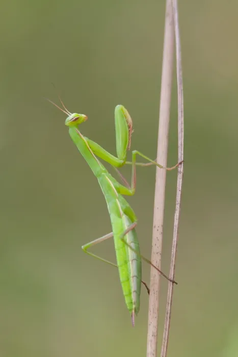Framed Print : Marco image of an insect