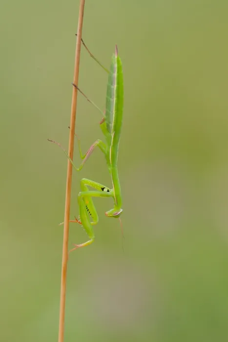 Framed Print : Marco image of an insect Framed Print : Marco image of an insect