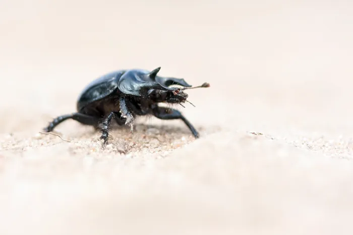 Framed Print : Marco image of an insect