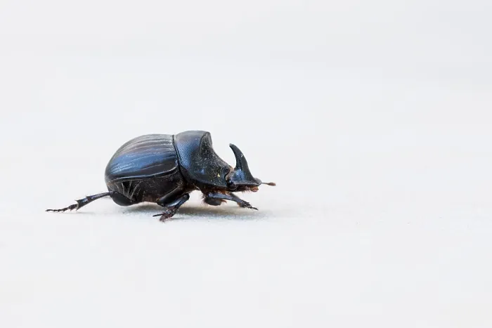 Framed Print : Marco image of an insect