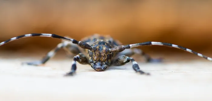 Framed Print : Marco image of an insect