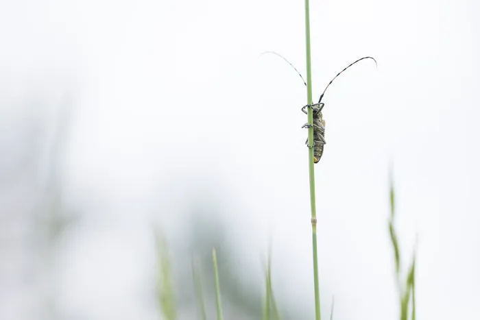 Framed Print : Marco image of an insect