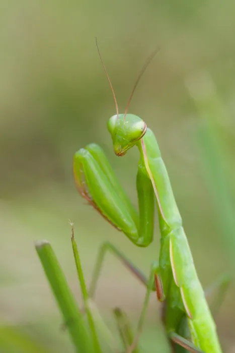 Framed Print : Marco image of an insect