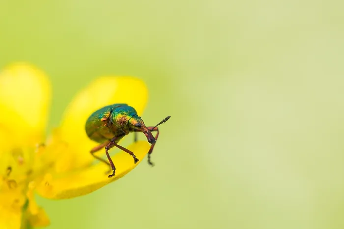 Framed Print : Marco image of an insect