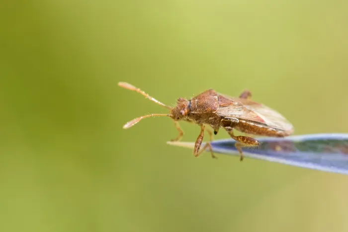 Framed Print : Marco image of an insect
