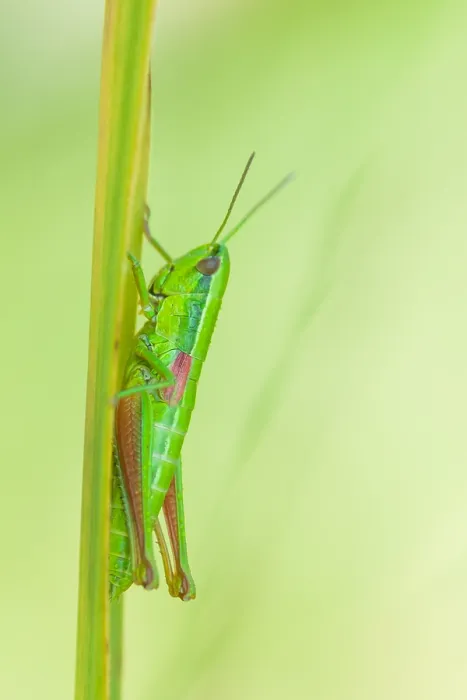 Framed Print : Marco image of an insect