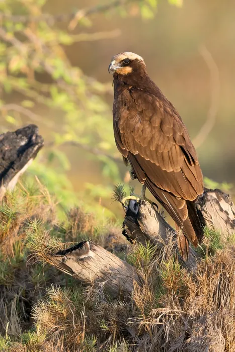 Framed Print : Marsh Harrier