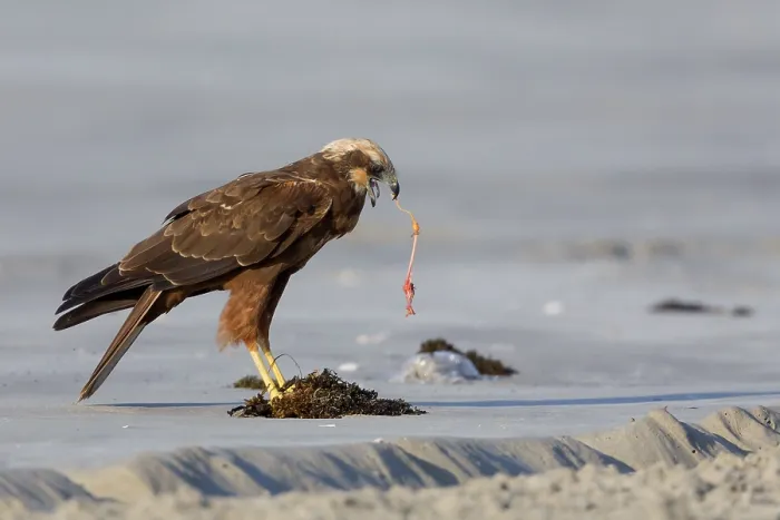 Framed Print : Marsh Harrier