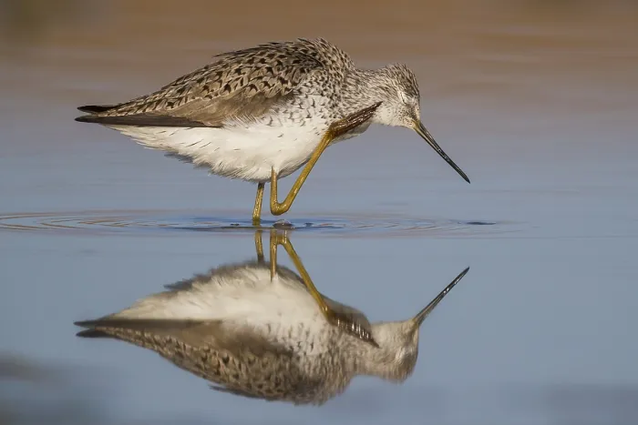 Framed Print : Marsh Sandpiper