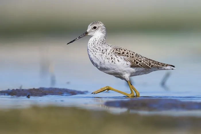 Framed Print : Marsh Sandpiper